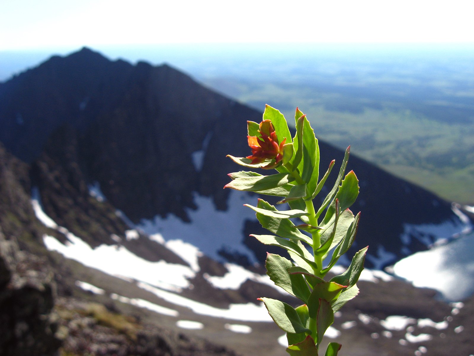 The Arctic Herb Kept Secret By The Soviets For Its Powerful Mental Fatigue And Energising Effects