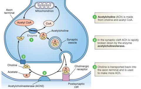 Introduction to the Cholinergics