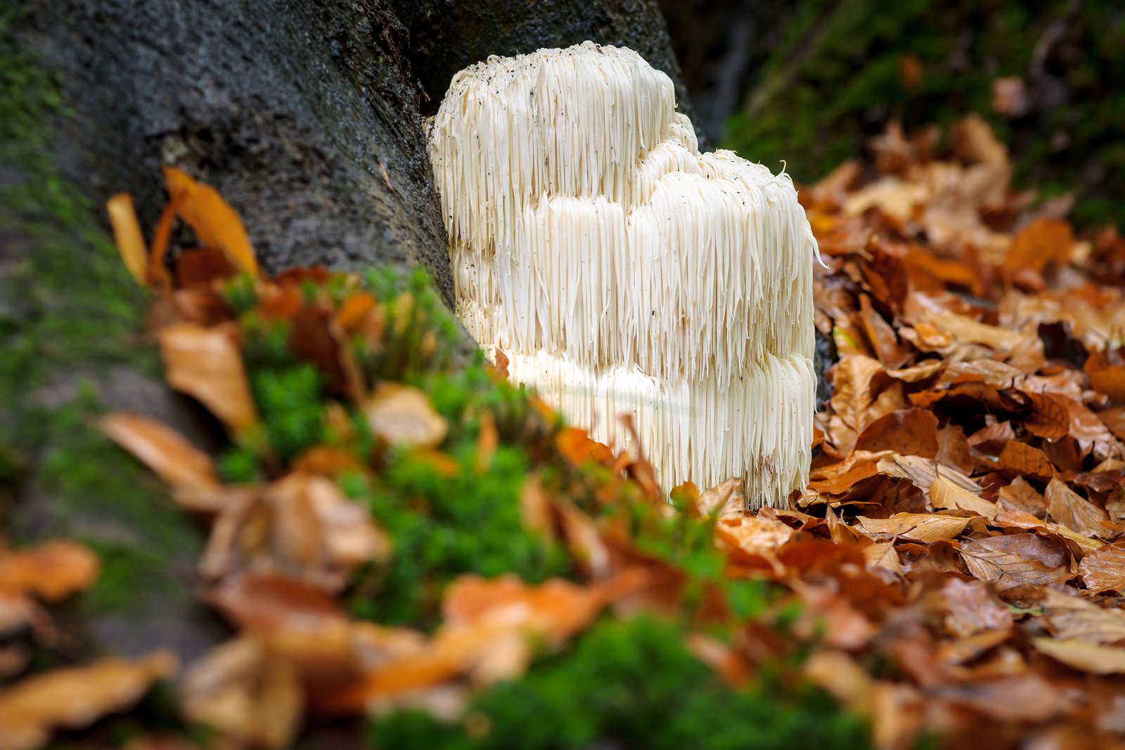 Exploring Nootropic Mushrooms